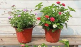 蛇姐最新爆料网站视频,网站视频内容深度解析